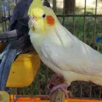 عروس هلندی مولد سخنگو|پرنده|دهگلان, |دیوار