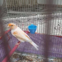 قناری چهار گل|پرنده|کوهدشت, |دیوار