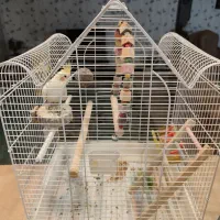 طوطی عروس با قفس نو ولوازم کامل|پرنده|هشتگرد, هیو|دیوار