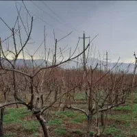 تخصص هرس کاری خدمات تمام کارهای کشاورزی سم چال کود