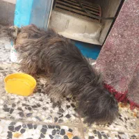 سگ پا کوتاه شیتزو|سگ|شیراز, شهرک کوشکک|دیوار