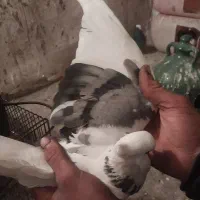 یک جفت کفتر تهرانی|پرنده|بومهن, |دیوار