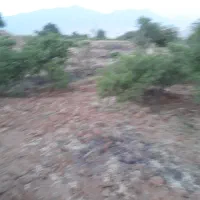 زمین کشاورزی|فروش دفتر صنعتی، کشاورزی، تجاری|شازند, |دیوار