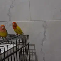 طوطی کوتوله|پرنده|قدس, شهر‌قدس|دیوار