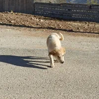 توله سگ سفید|سگ|گیلان غرب, |دیوار