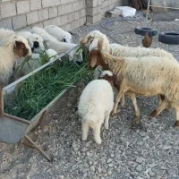 میش زاییده|حیوانات مزرعه|کاخک, |دیوار