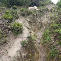 سگ تالشی مخصوص گله داری