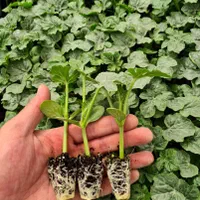 گلخانه تولید نشا در شیراز|خدمات باغبانی و درختکاری|مرودشت, زنگی آباد|دیوار