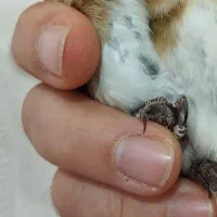 چونه سفید نر و ماده