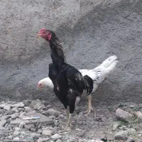 خروس لاری 4 ماهه|حیوانات مزرعه|پاکدشت, پاکدشت (مامازند)|دیوار