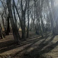 خرید چوب و درخت تر و خشک|خدمات باغبانی و درختکاری|کوثر, |دیوار