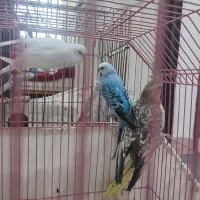 یک جفت مرغ عشق واقع در اسکو سهند|پرنده|سهند, |دیوار