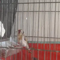 فروش سهره داغسرماده