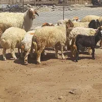 بره و قوچ|حیوانات مزرعه|دره شهر, |دیوار