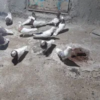 کبوتر|پرنده|بروجرد, |دیوار
