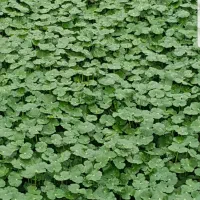 گیاه  قدح مریم آکواریومی رو آبزی وبرکه ای
