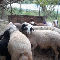 فروش ۵راس گوسفند  جوان و یک راس قوق جوان دره شهر|حیوانات مزرعه|آبدانان, |دیوار