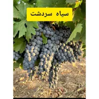 نهال انگور سیاه سردشت،فلیم سیدلس،ترکمن۴،غوره ای|گل و گیاه طبیعی|شیراز, باجگاه|دیوار
