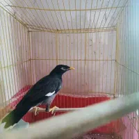 مرغ مینا|پرنده|خمین, |دیوار