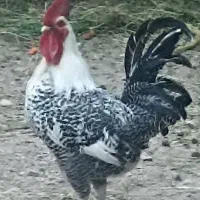 خروس  براکل سیلور