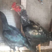 مرغ لاری|حیوانات مزرعه|قزوین, |دیوار