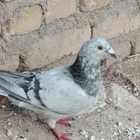 کفتر|پرنده|مشهد, فرخد|دیوار