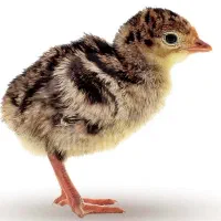 جوجه بوقلمون ۱۵ روزه