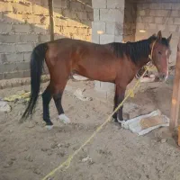 اسب فروشی|اسب و تجهیزات اسبسواری|جیرفت, |دیوار