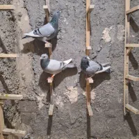 نر پلنگ|پرنده|کرمان, |دیوار