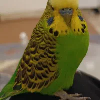 مرغ عشق امریکایی