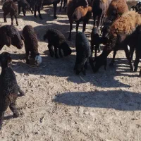 ۳۰راس گوسفند قزل افشار