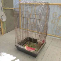 قفس کاسکویی