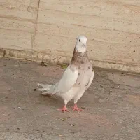 طوق|پرنده|دهدشت, |دیوار