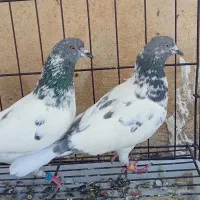 کبوتر کله دم پاکستانی