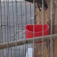 قناری مس مس هن شلاقی|پرنده|شیراز, کوشک میدان|دیوار