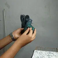کفتر|پرنده|شاهدشهر, |دیوار