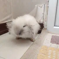 خرگوش لوپ ترکیش