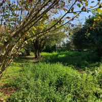 زمین مسکونی دارای پروانه ساخت ۲۱۴ متر بیجارکنار|فروش زمین و ملک کلنگی|رشت, احمد گوراب|دیوار