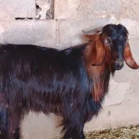 کهره نر چاق