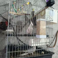 عروس هلندی گم شده