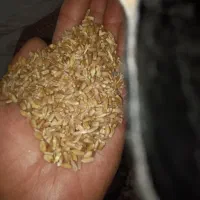 فروش گندم سال 1405