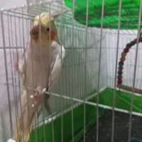 عروس هلندی جفت نرو ماده|پرنده|اصفهان, قهاب جنوبی|دیوار