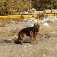 سگه ژرمن شولاین گمشده