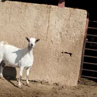 بز جزیره ای