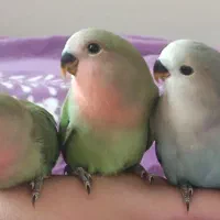 طوطی برزیلی