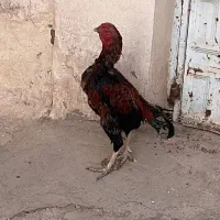 خروس لاری اصیل|حیوانات مزرعه|خاوران, |دیوار