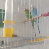 فروش مرغ عشق وفنچ