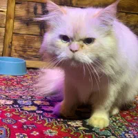 گربه پرشین اصل نر|گربه|رشت, باهنر|دیوار