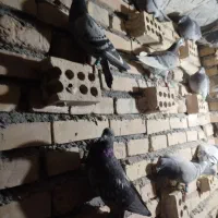 باسلام 36تاحیون یک نسوماده نسونرهمه جوانه جفت 650|پرنده|پائین جام, |دیوار