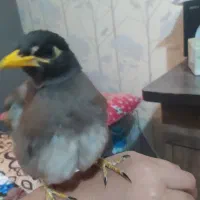 جوجه مرغ مینا|پرنده|فولادشهر, B7|دیوار